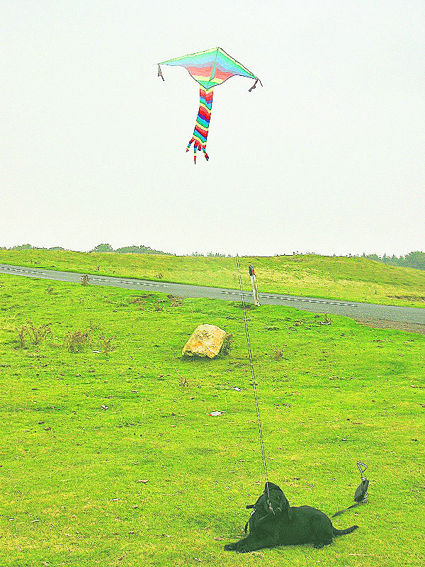 kite-flying dog
